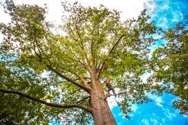 Best Fruit Tree Pruning  in Moses Lake North, WA