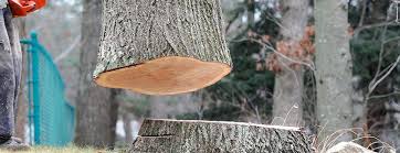 How Our Tree Care Process Works  in  Moses Lake North, WA