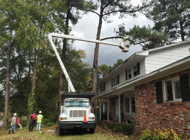 Trusted Moses Lake North, WA Tree Care Experts