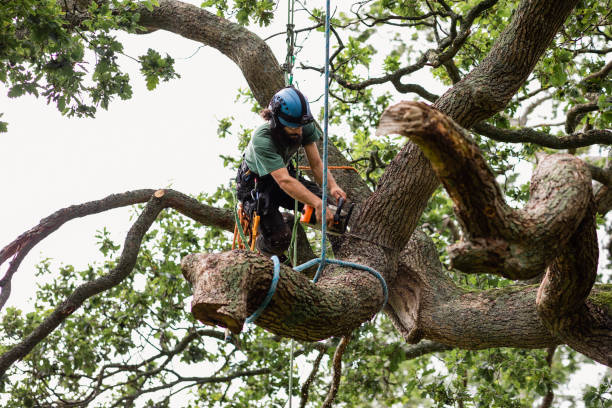 Trusted Moses Lake North, WA Tree Care Experts