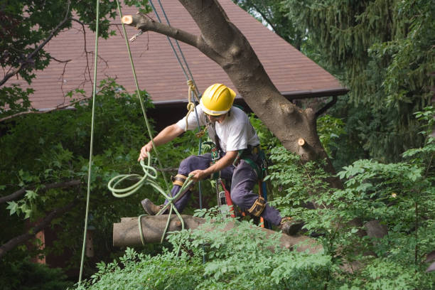 Best Tree Disease Treatment  in Moses Lake North, WA